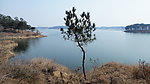 小松树