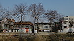 老树村