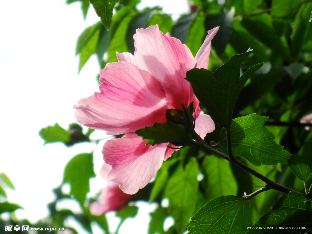 木槿花