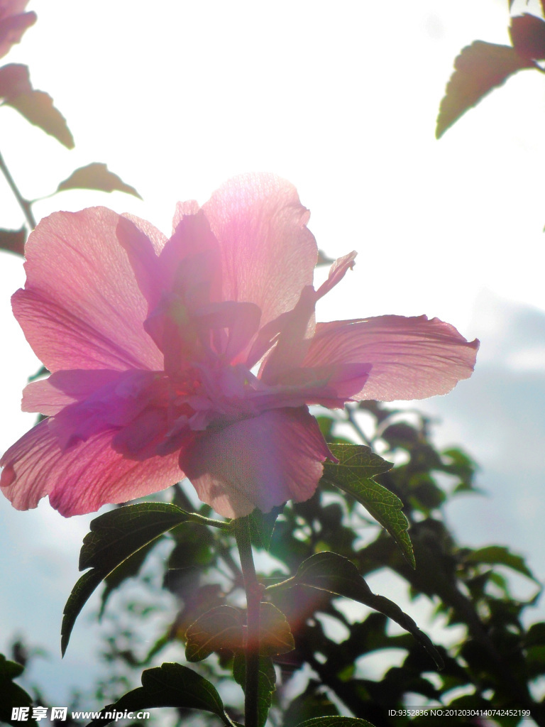 木槿花