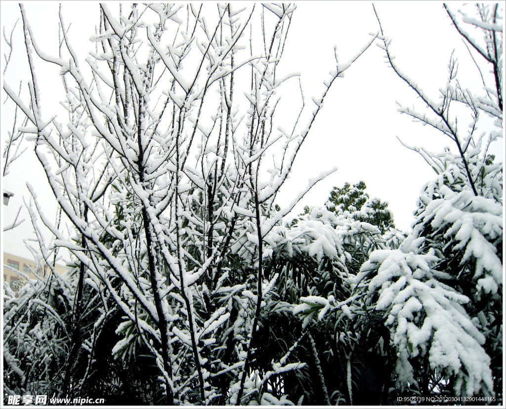 绒雪