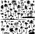 沙滩椰子树剪影