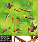 昆虫 高清素材