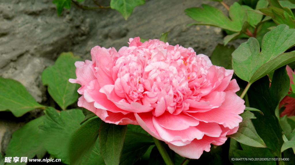 牡丹花