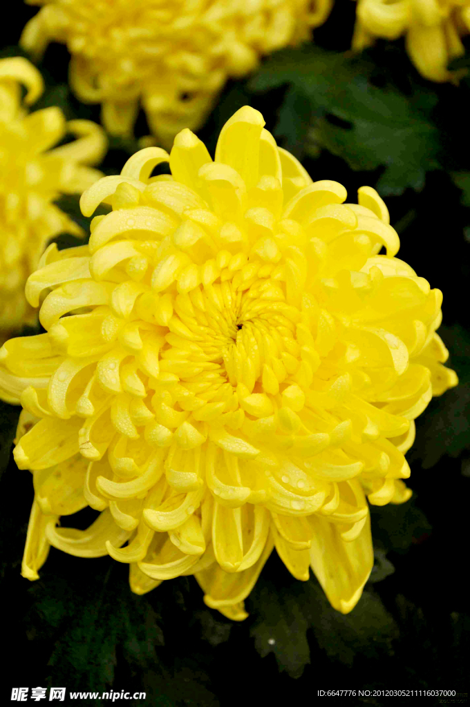 菊花
