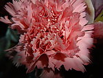 菊花(非高清)