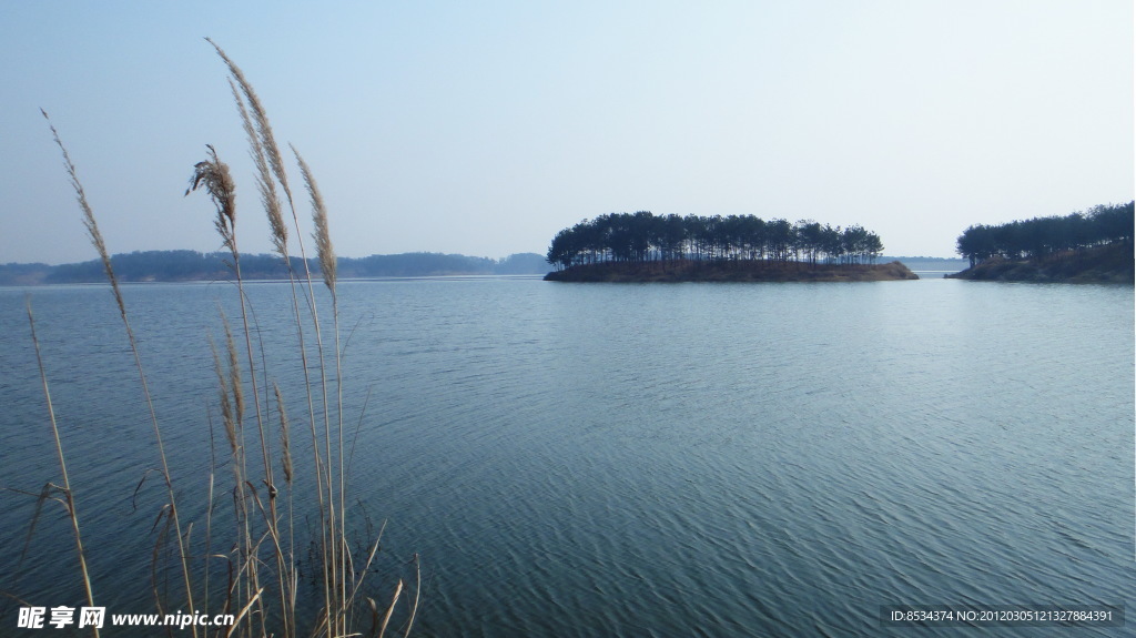 湖边 茅花