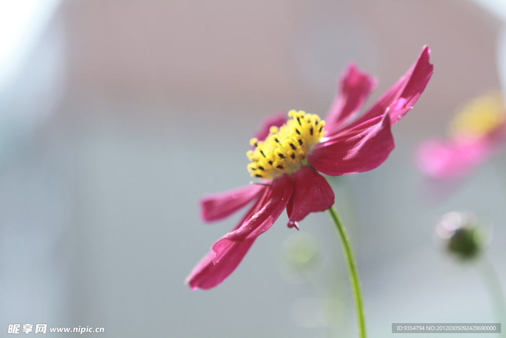 红色波斯菊