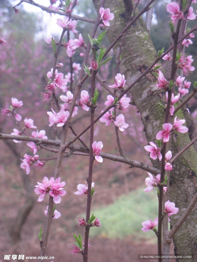 幼枝桃花(非高清)