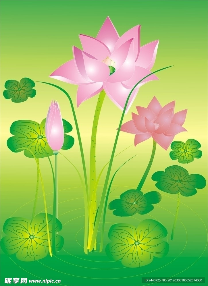 荷花