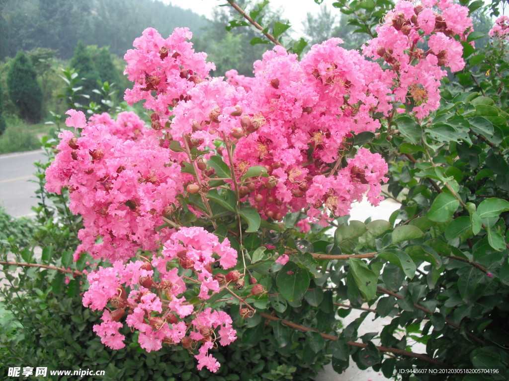 紫薇花
