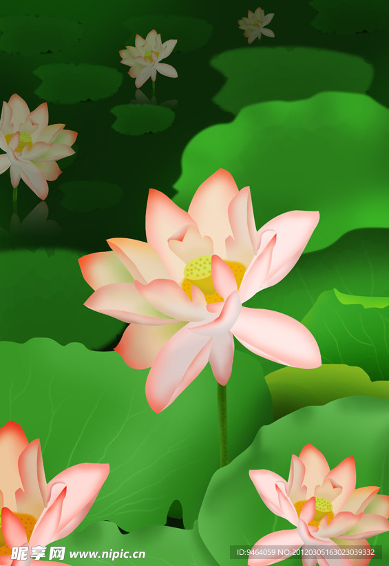 精细分层写实荷花