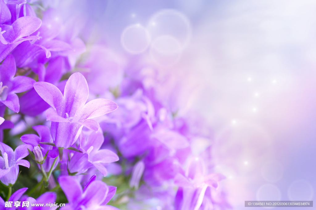 丁香花背景