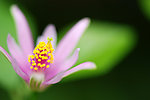 盛开红花