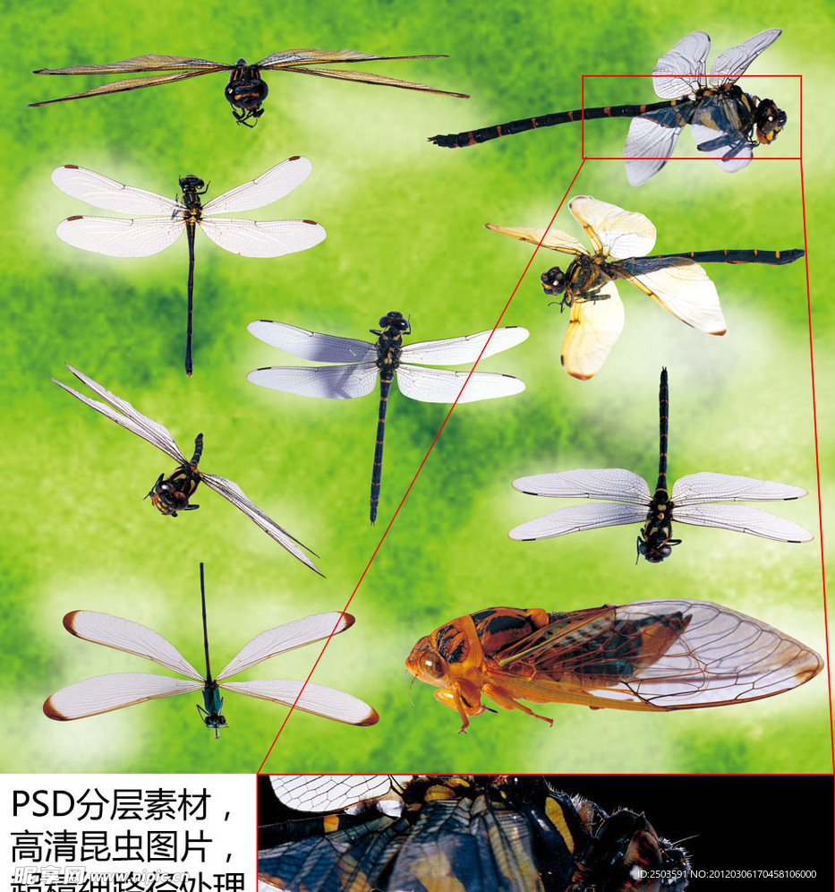 昆虫 高清素材