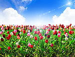 郁金香花海