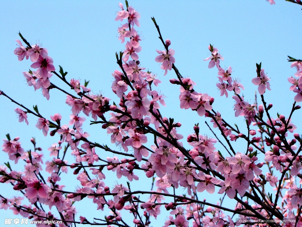 桃花