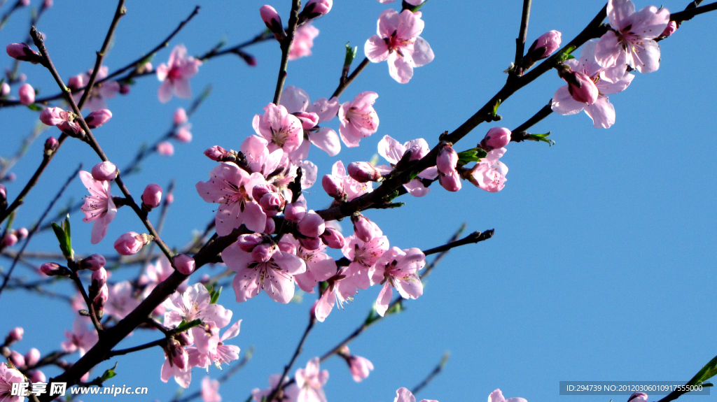 桃花