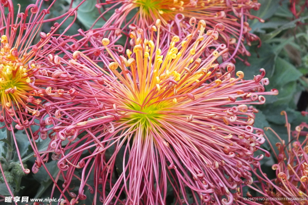 金针菊