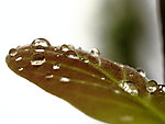 晶莹 露珠