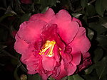 红茶花