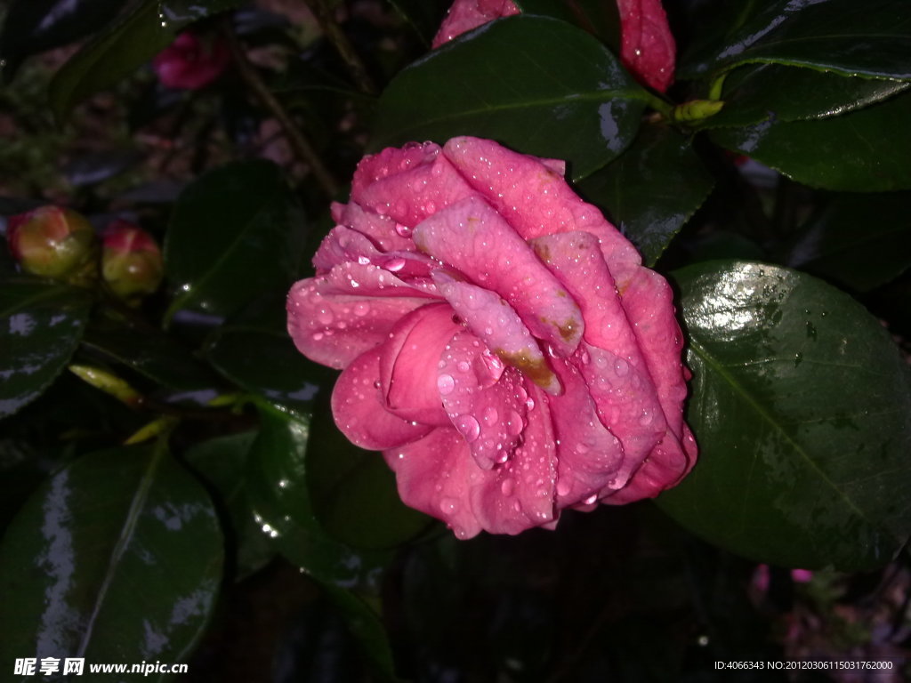 红茶花