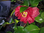 红茶花