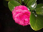 红茶花