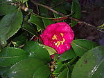 红茶花
