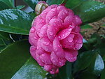 红茶花