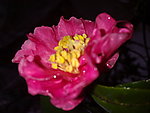 红茶花