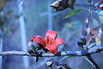 木棉花