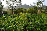 田野