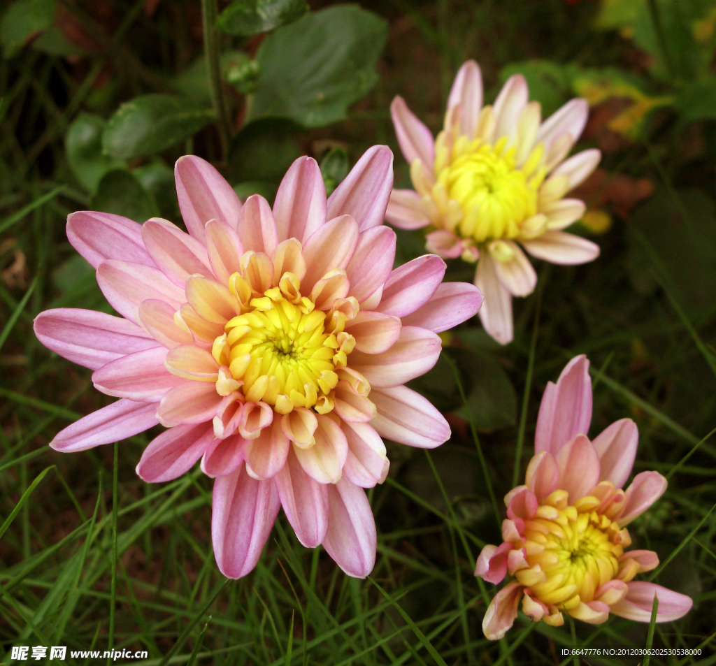 菊花