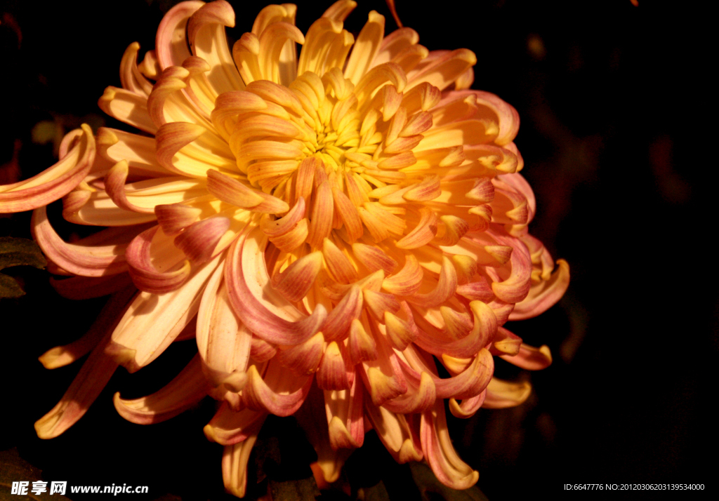 菊花