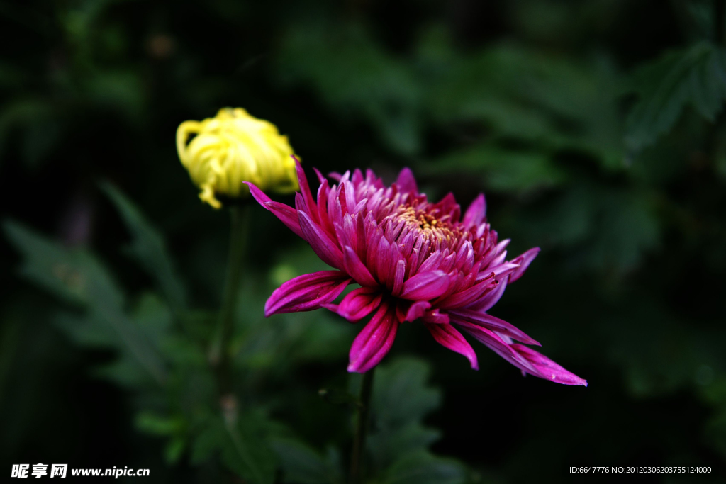 菊花