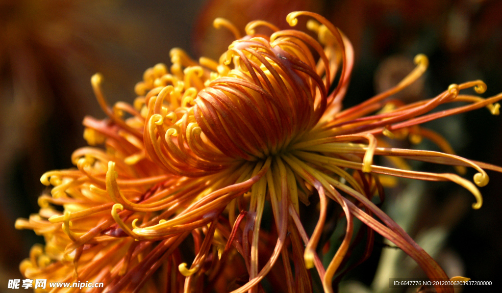 菊花