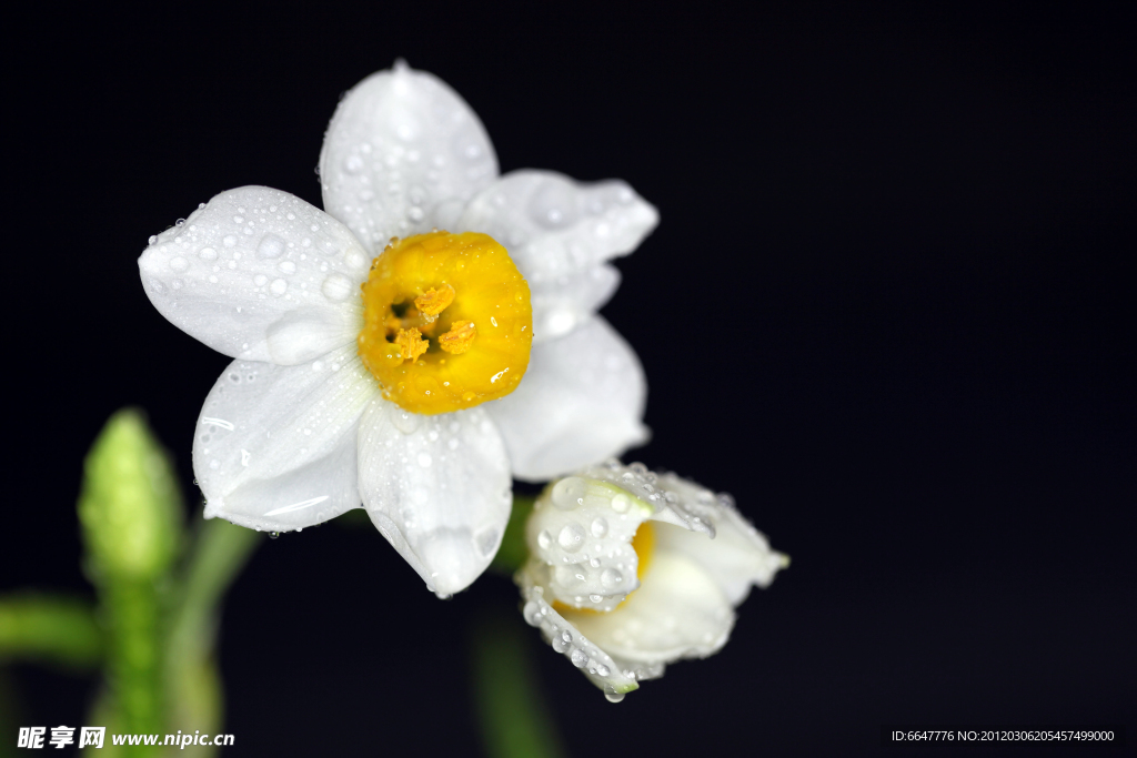 水仙花