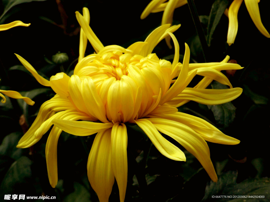 菊花