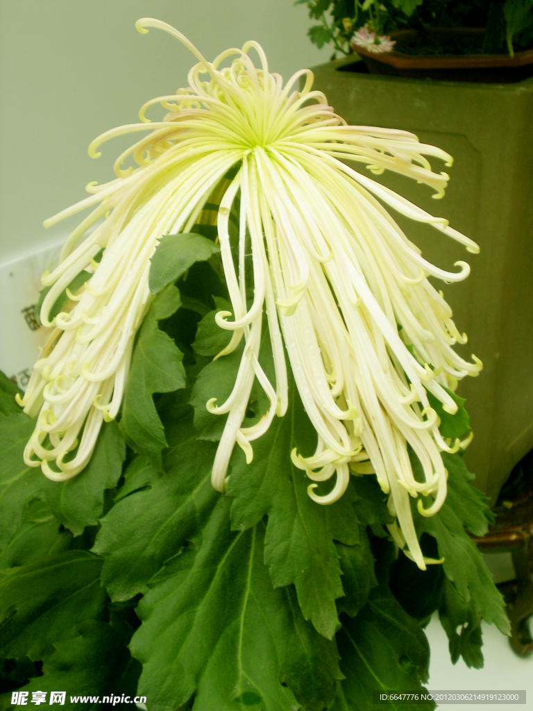 菊花