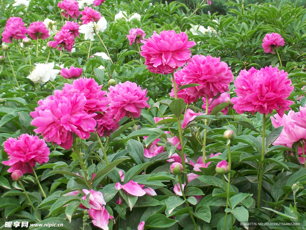 牡丹花