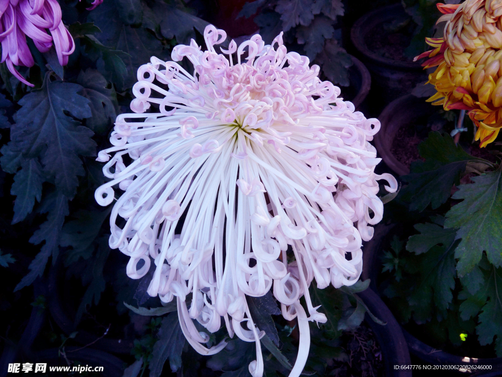 菊花