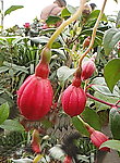 花蕾