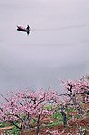 桃花小船