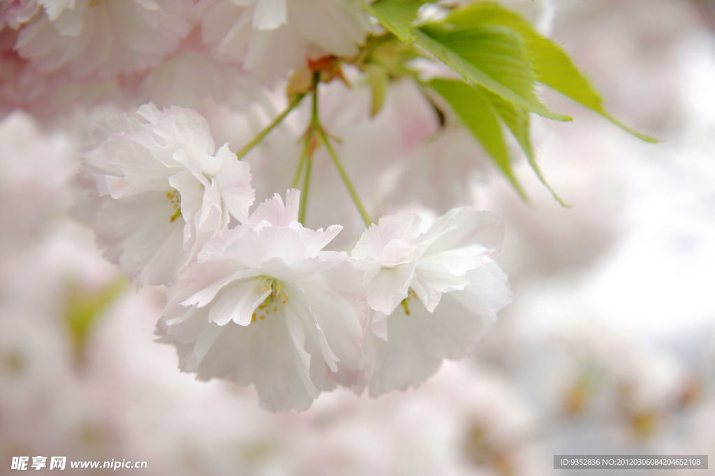 樱花烂漫