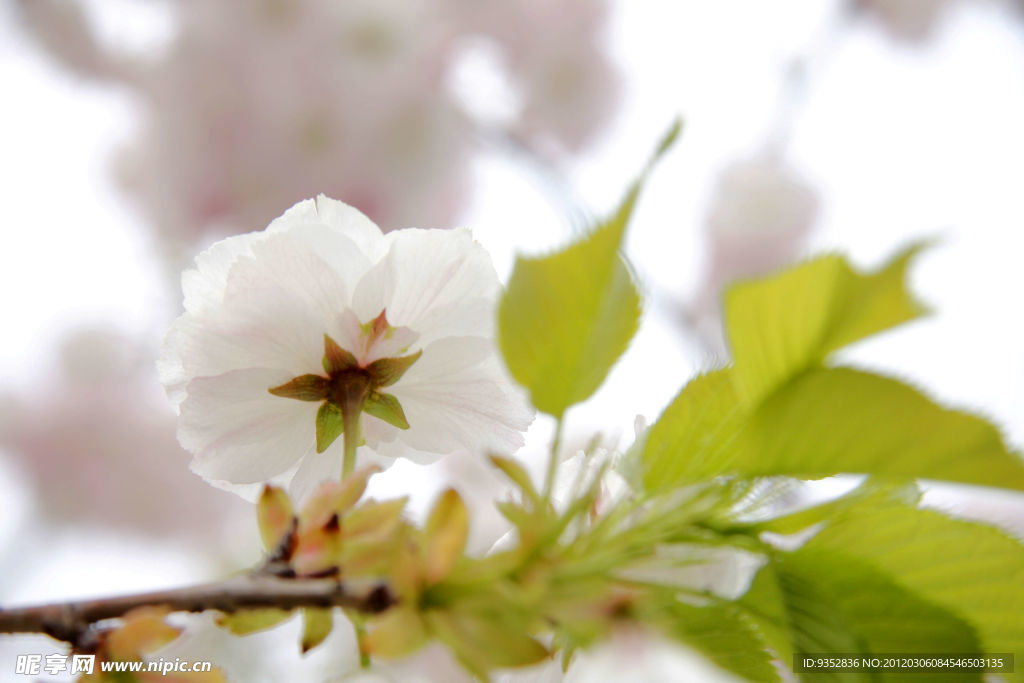 樱花烂漫