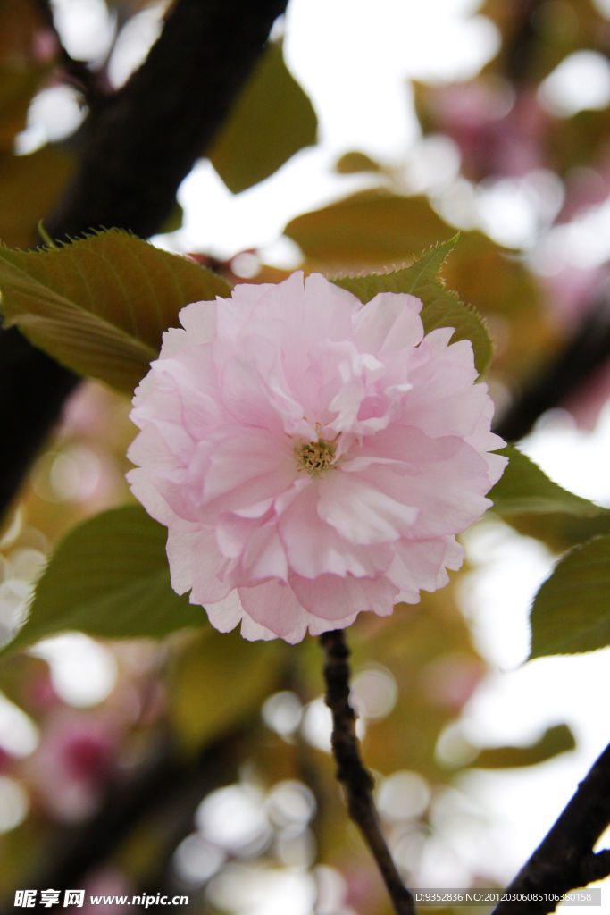 樱花烂漫