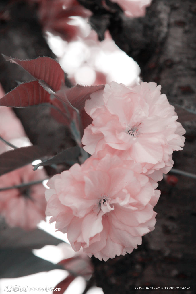 樱花烂漫