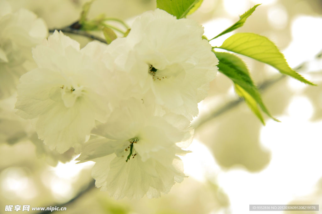 樱花烂漫