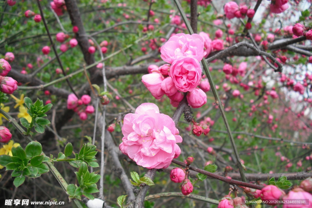 粉色花
